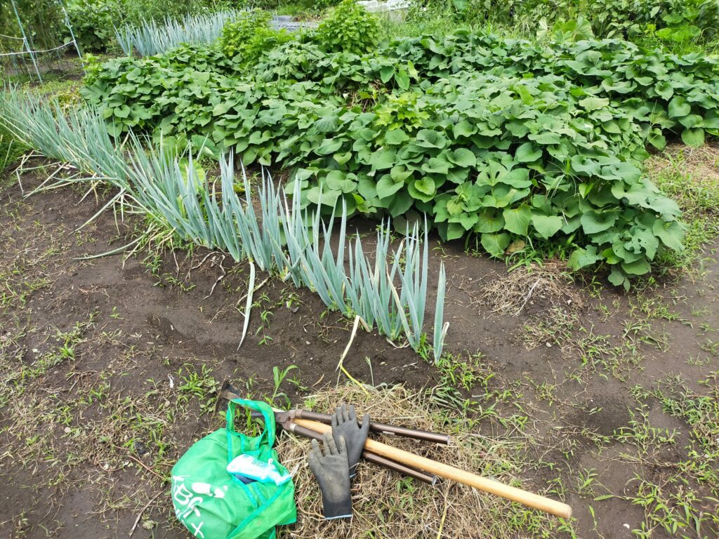 市民農園、私の区画はこんな感じ。しっかり草刈りをしています。