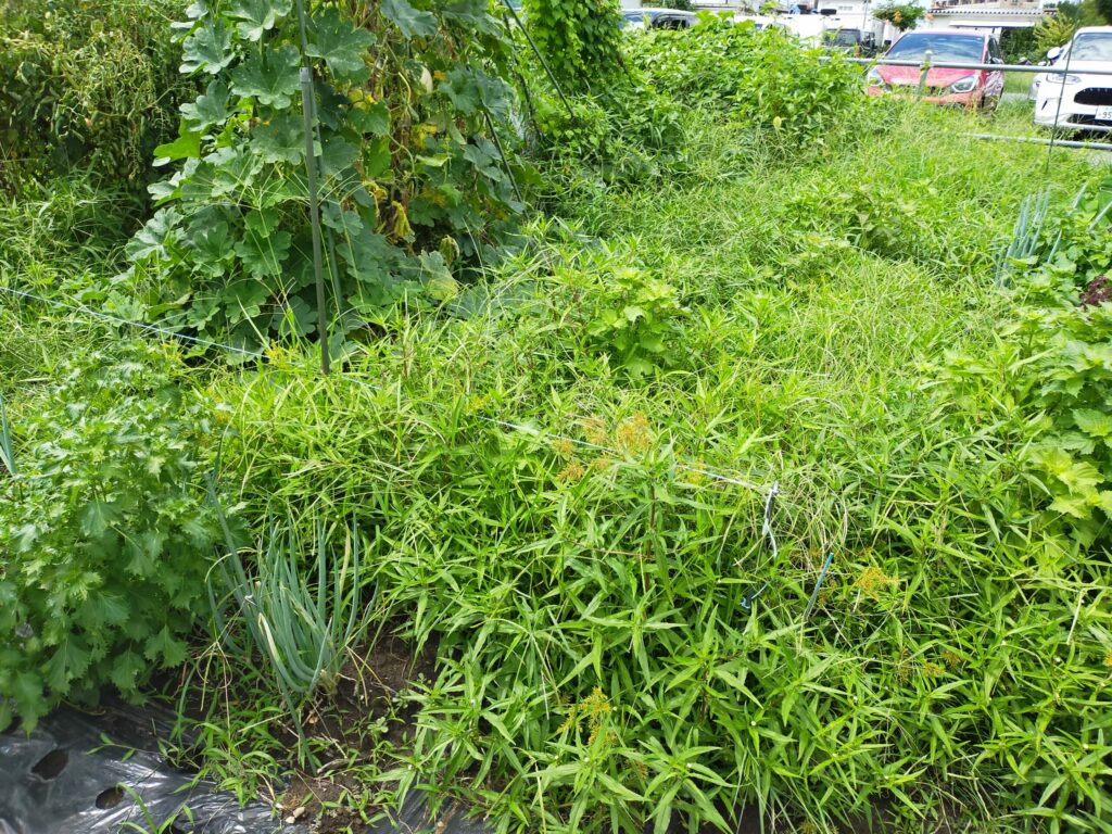 市民農園ほったらかしにするとこんな雑草が茂る