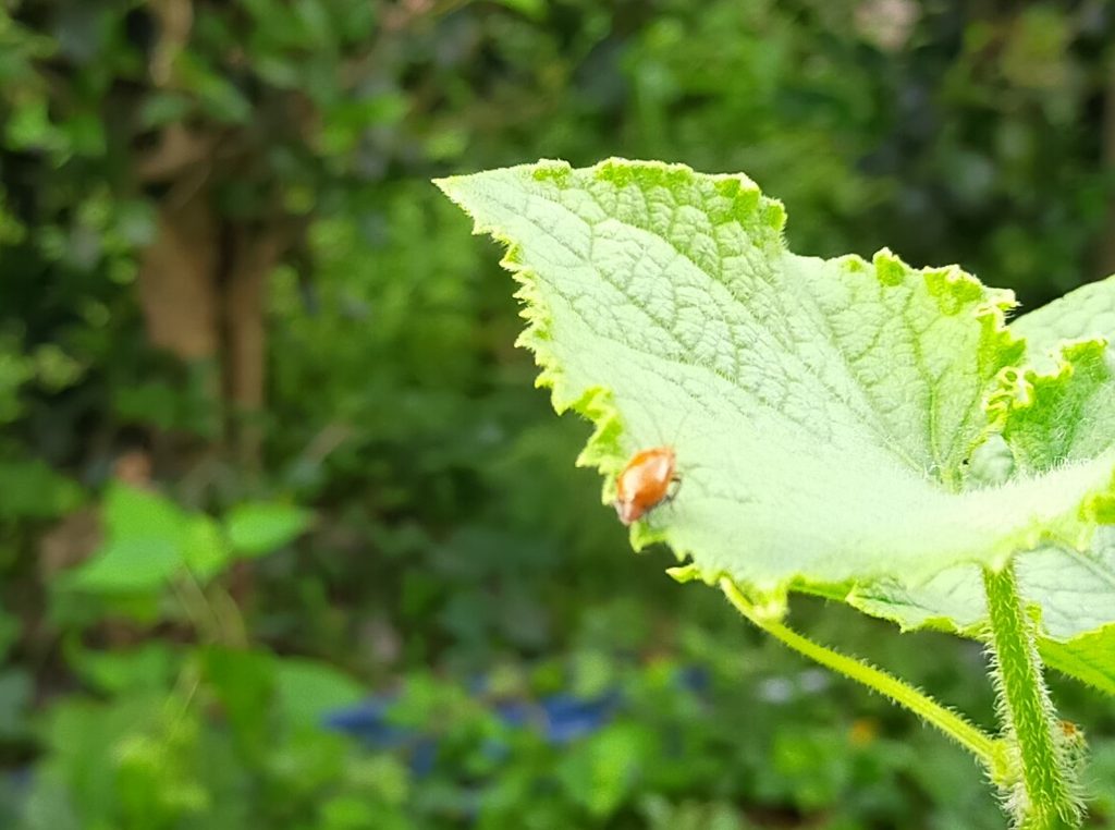ウリハムシ対策