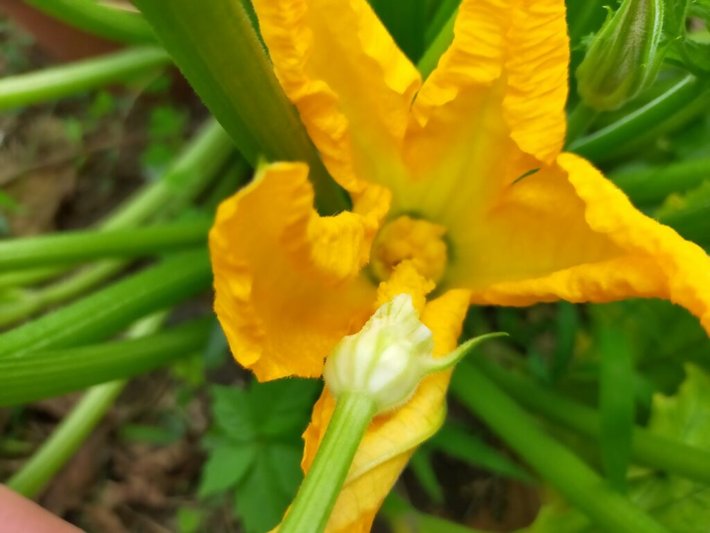 ズッキーニ栽培　雄花の花粉を直接雌花のめしべにつける