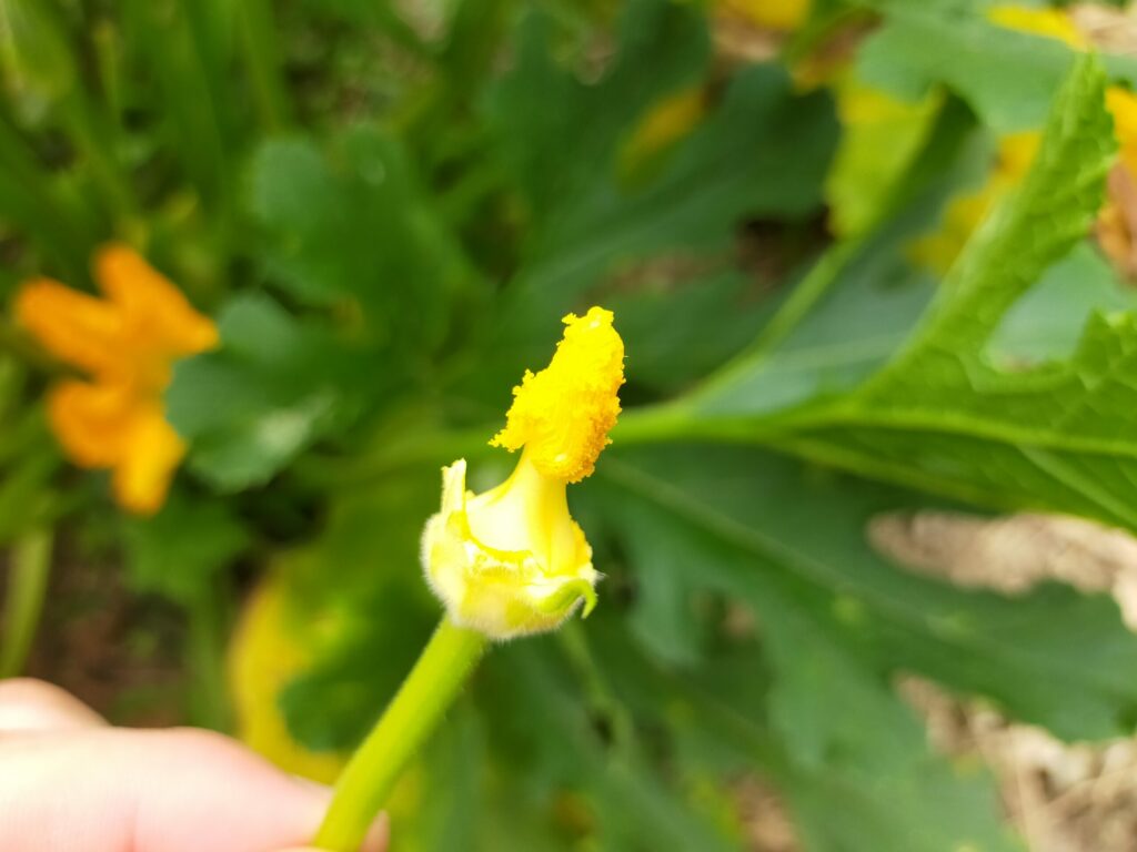 ズッキーニ栽培 雄花