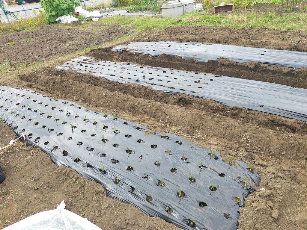 新しい畝づくり　重労働です。